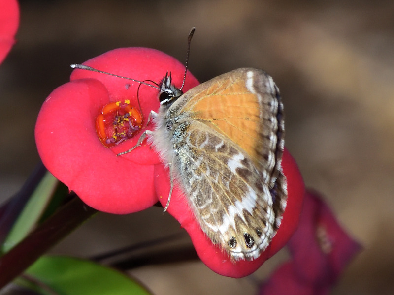 Cyclyrius webbianus, endemismo delle Canarie