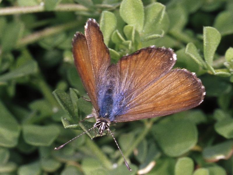 Cyclyrius webbianus, endemismo delle Canarie