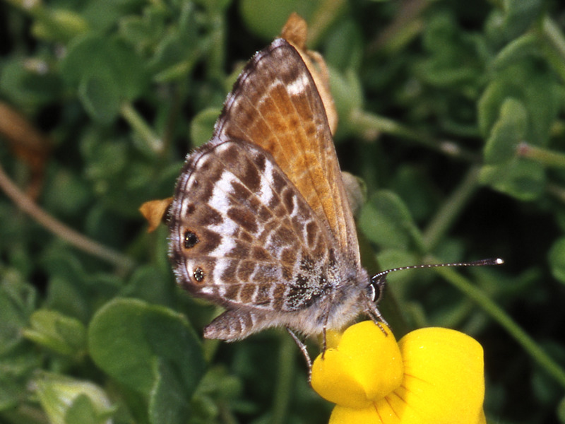 Cyclyrius webbianus, endemismo delle Canarie