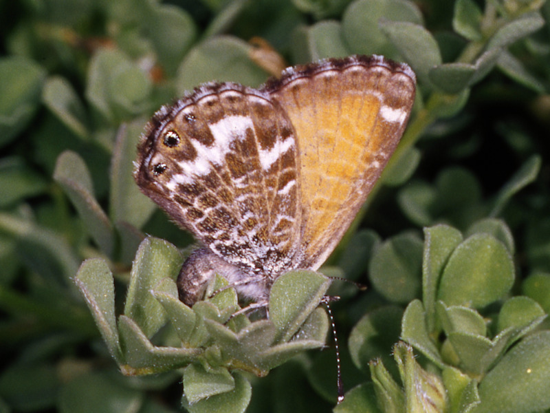 Cyclyrius webbianus, endemismo delle Canarie