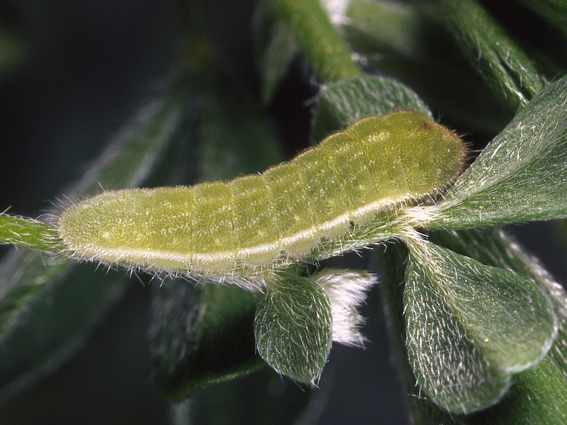 Cyclyrius webbianus, endemismo delle Canarie