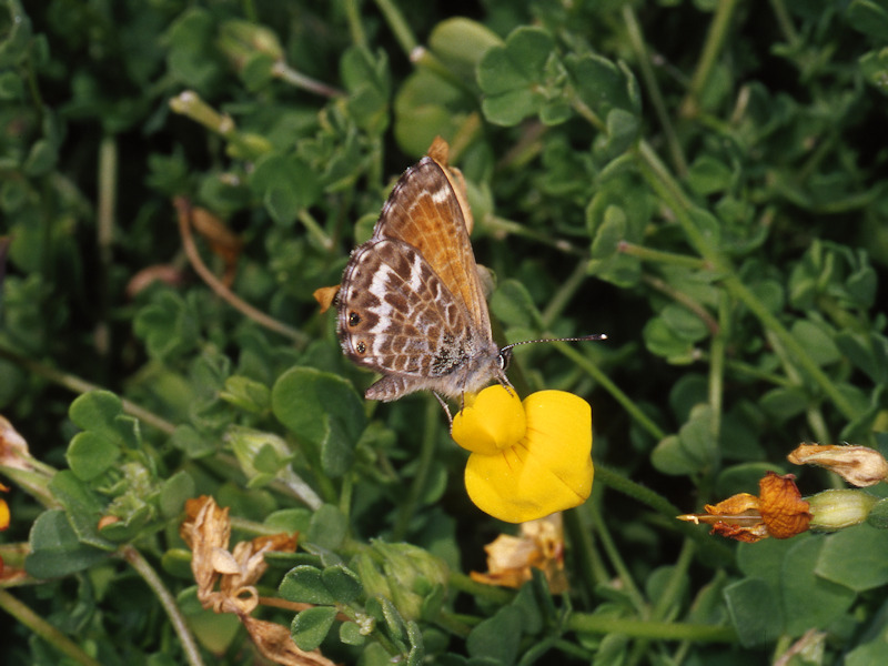 Cyclyrius webbianus, endemismo delle Canarie