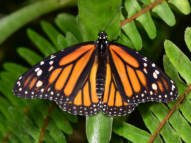 Danaus plexippus alle Canarie