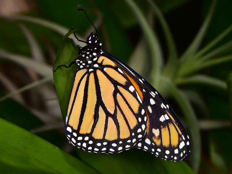 Danaus plexippus alle Canarie