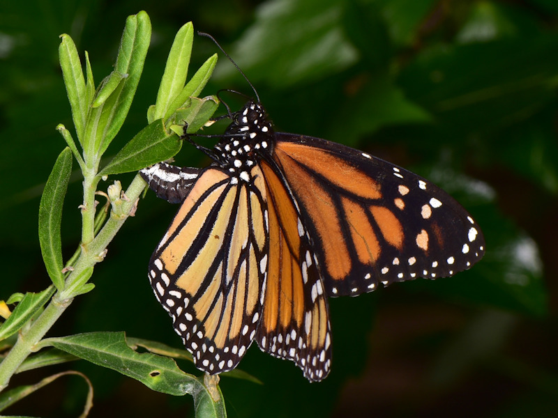 Danaus plexippus alle Canarie