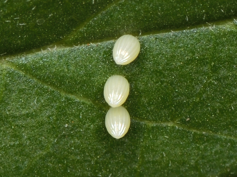 Danaus plexippus alle Canarie