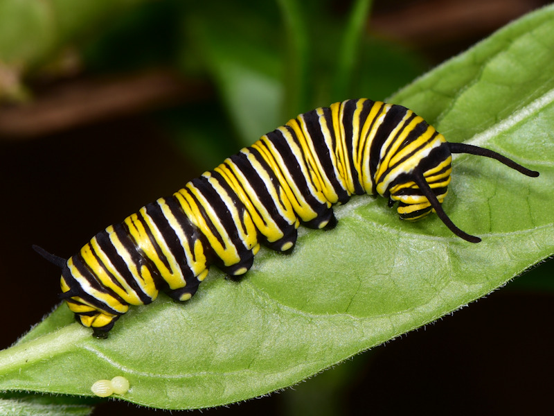 Danaus plexippus alle Canarie