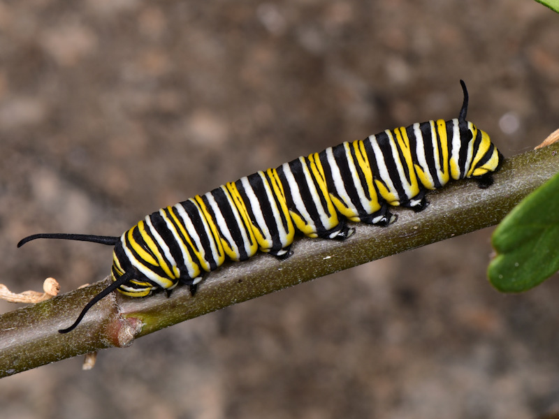 Danaus plexippus alle Canarie