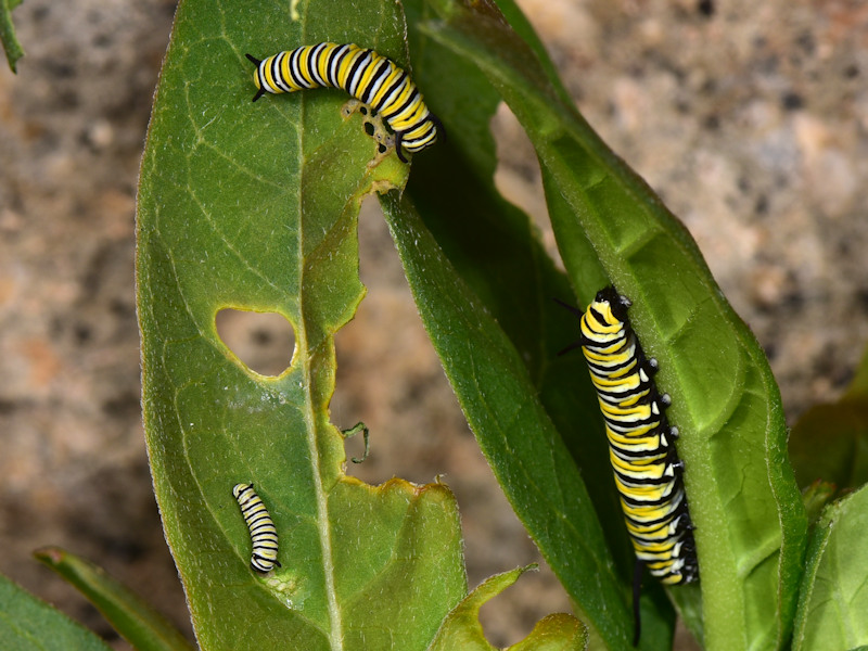 Danaus plexippus alle Canarie