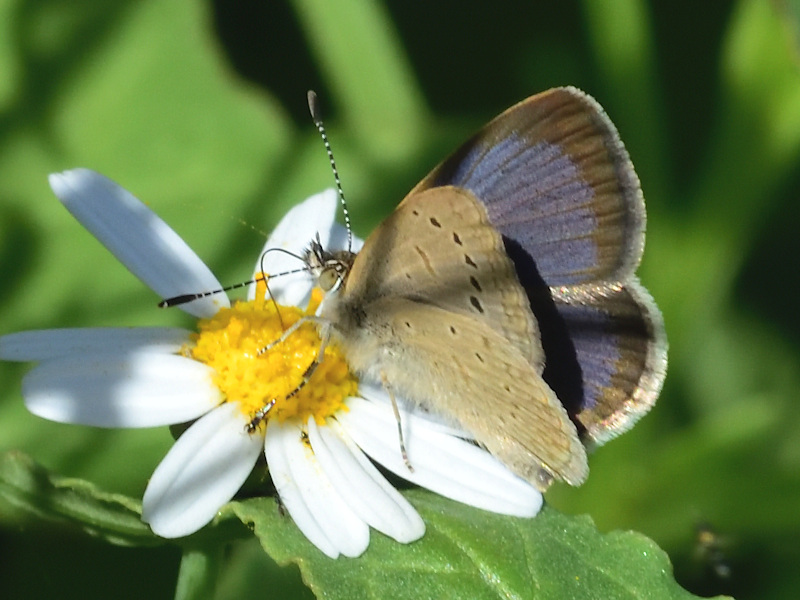 Zizeeria knysna, Isole Canarie