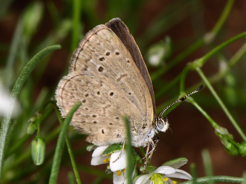 Zizeeria knysna, Isole Canarie