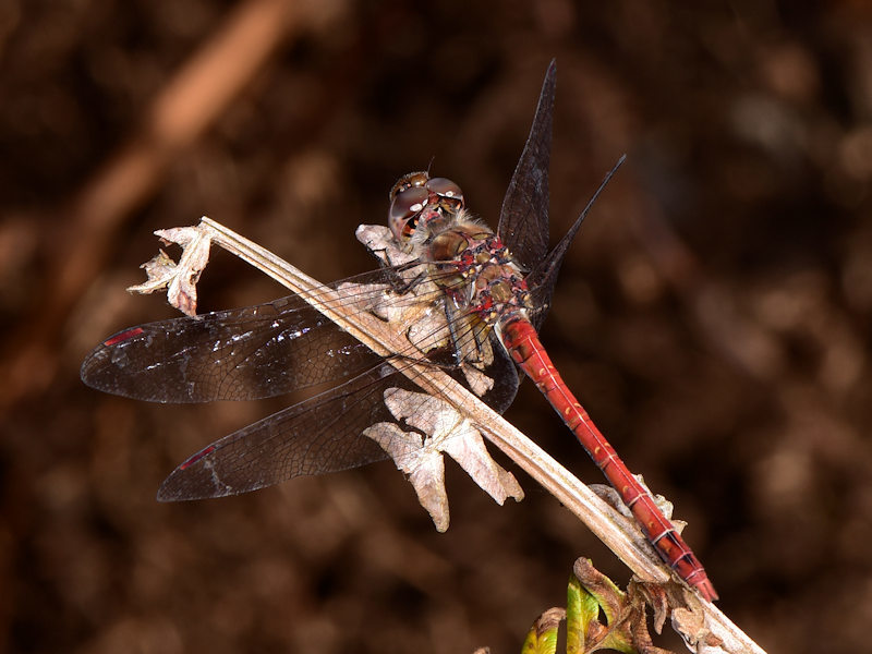 Sympetrum nigrifemur - La Gomera, Canarie