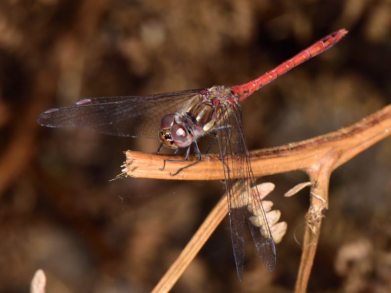 Sympetrum nigrifemur - La Gomera, Canarie