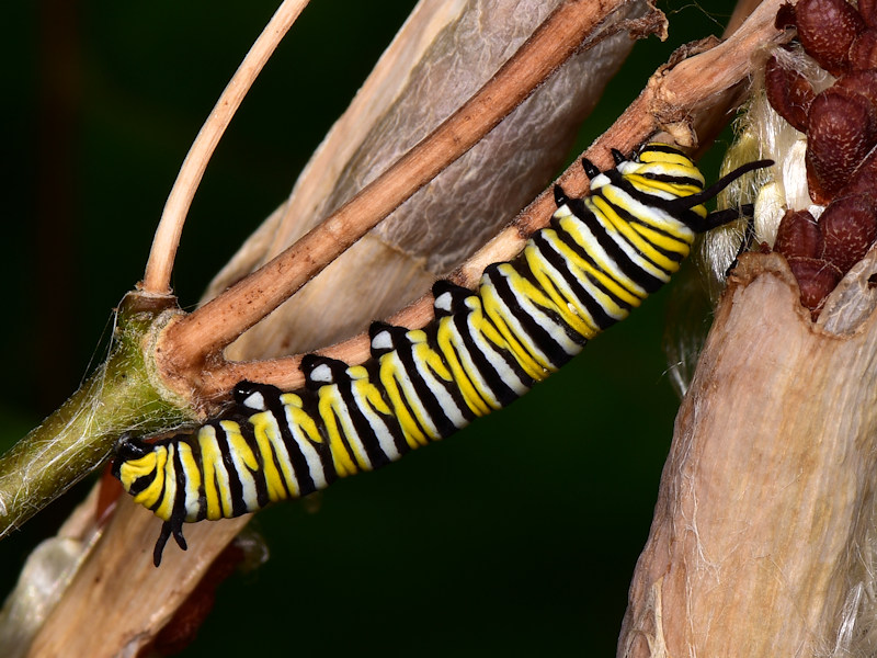 Danaus plexippus alle Canarie