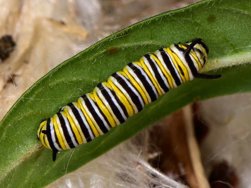 Danaus plexippus alle Canarie