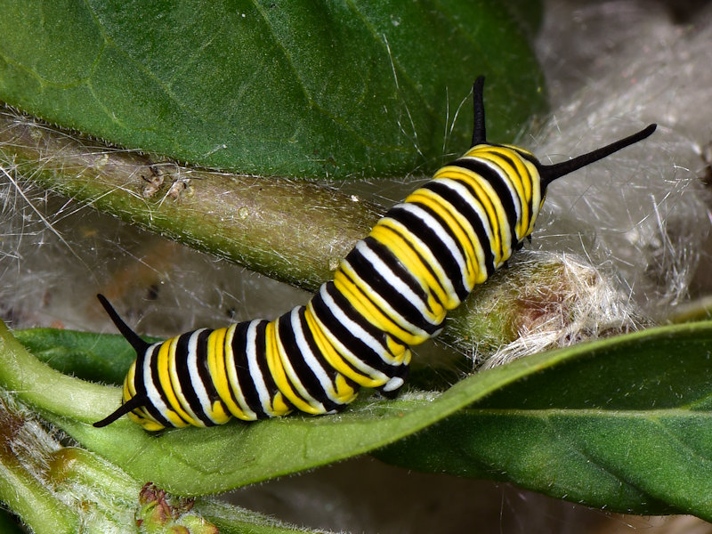 Danaus plexippus alle Canarie