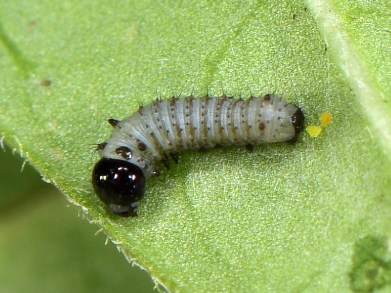 Danaus plexippus alle Canarie