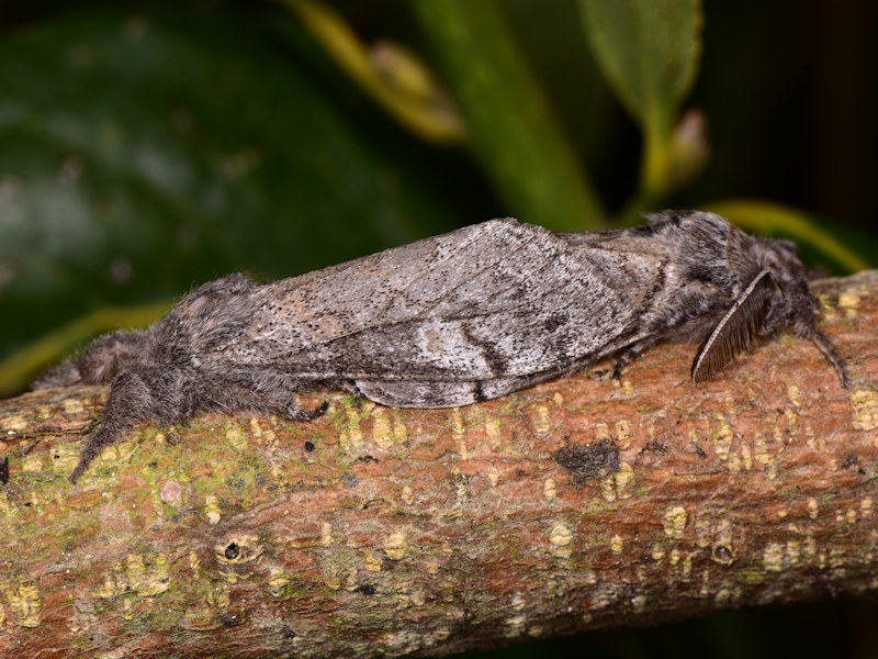 Dicallomera fortunata, endemismo canario