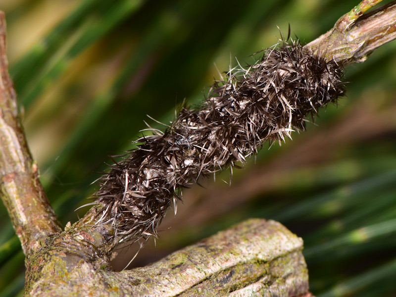 Dicallomera fortunata, endemismo canario