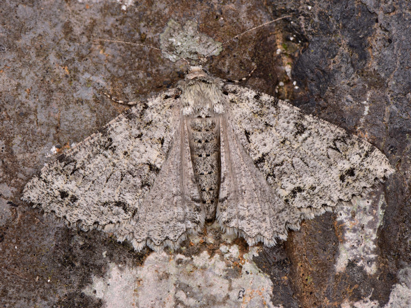 Ascotis fortunata, endemismo delle Canarie