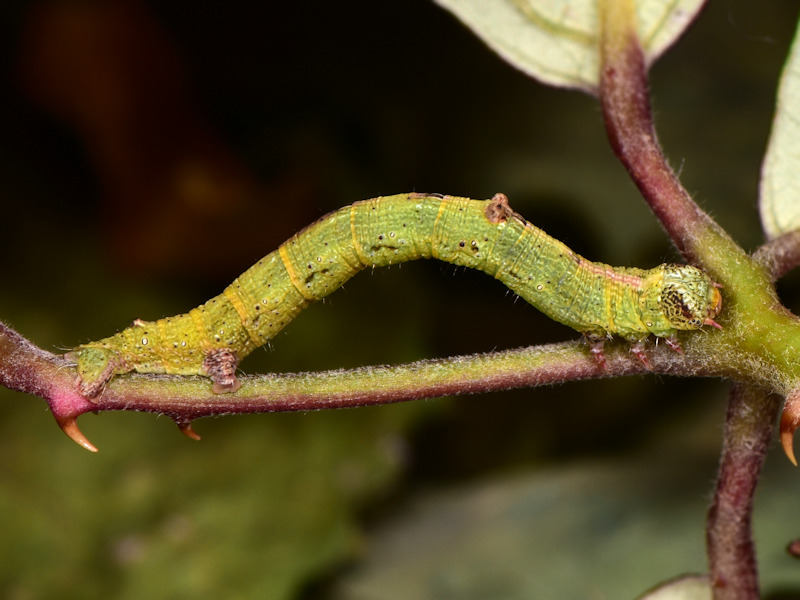 Ascotis fortunata, endemismo delle Canarie