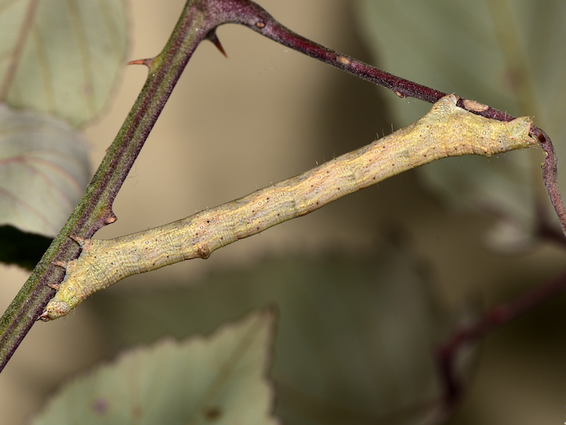 Ascotis fortunata, endemismo delle Canarie