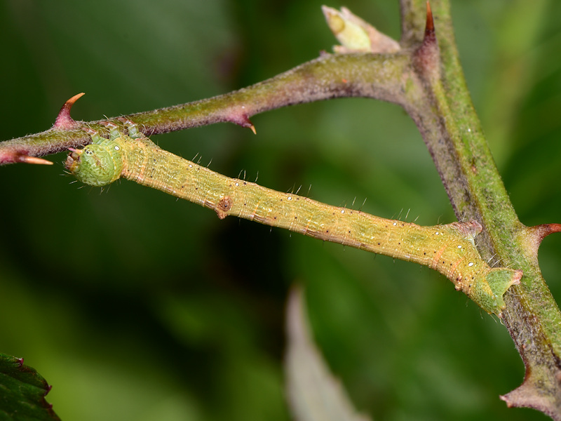 Ascotis fortunata, endemismo delle Canarie