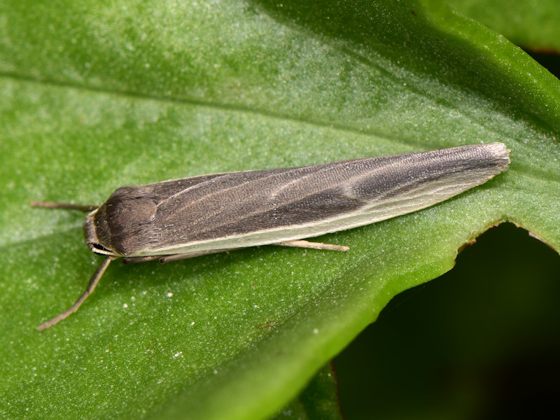 Eilema albicosta, probabile endemismo canario