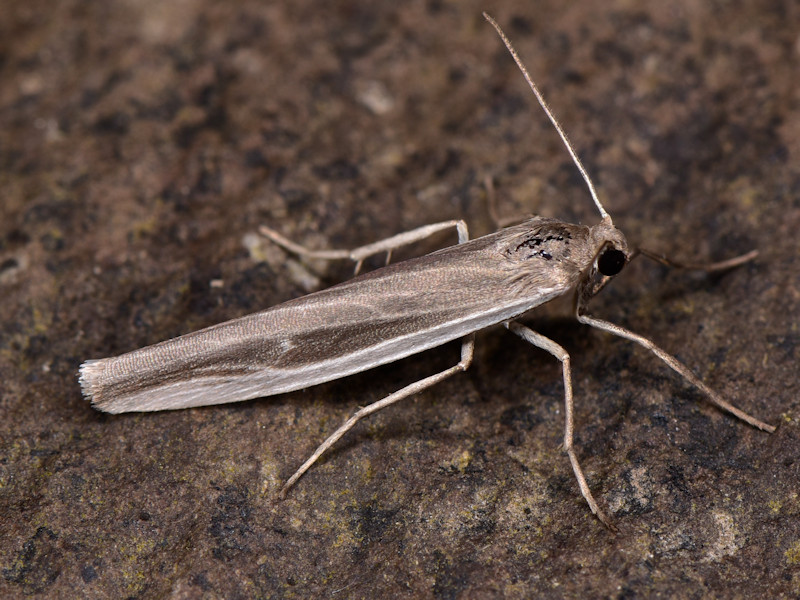 Eilema albicosta, probabile endemismo canario