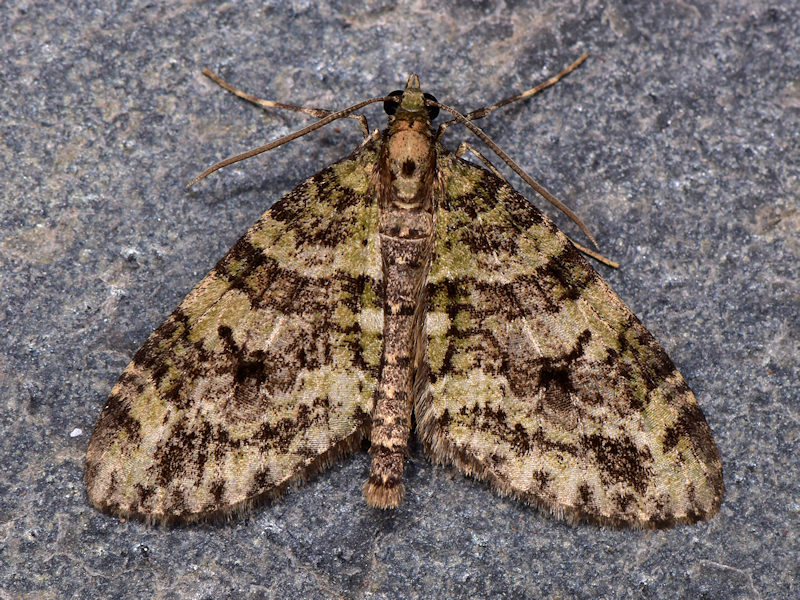 Episauris kiliani, Geometridae: endemismo delle Canarie