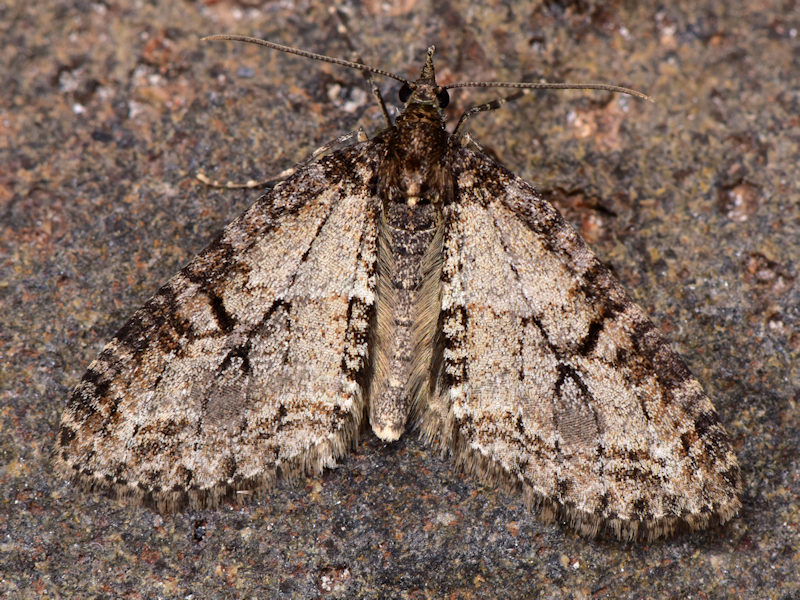 Episauris kiliani, Geometridae: endemismo delle Canarie