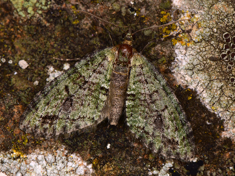 Episauris kiliani, Geometridae: endemismo delle Canarie