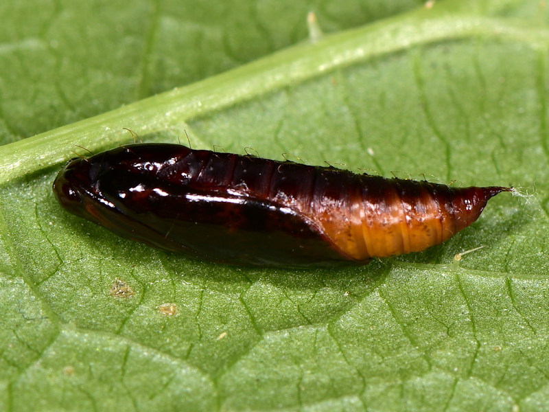 Udea nordmani, endemismo delle Canarie