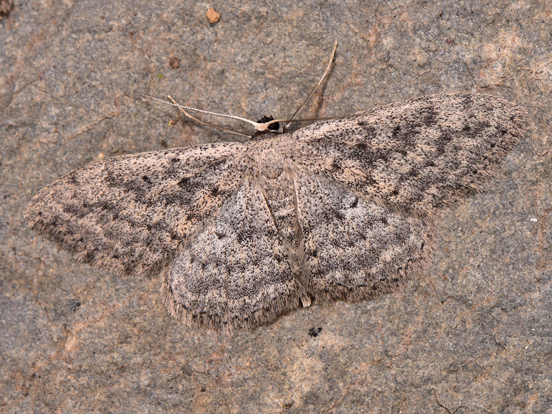 Scopula guancharia, endemismo delle Canarie