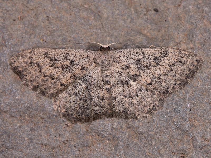 Scopula guancharia, endemismo delle Canarie