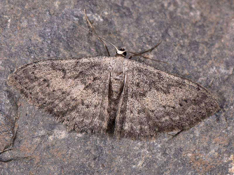 Scopula guancharia, endemismo delle Canarie