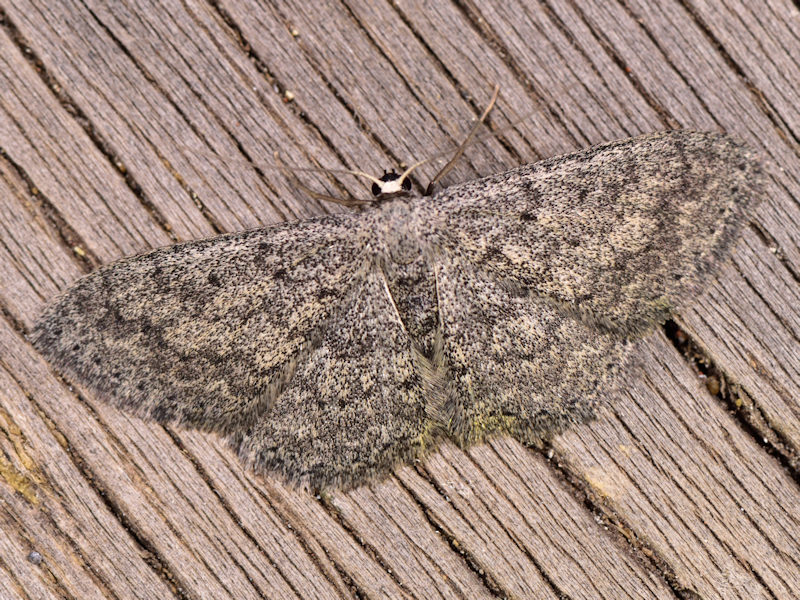 Scopula guancharia, endemismo delle Canarie