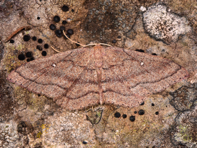 Cyclophora maderensis, Canarie e Madera