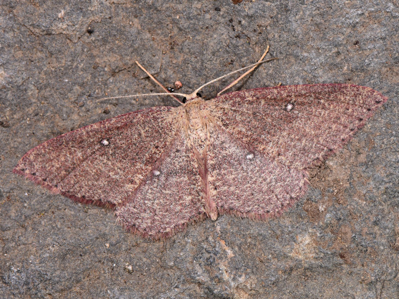 Cyclophora maderensis, Canarie e Madera