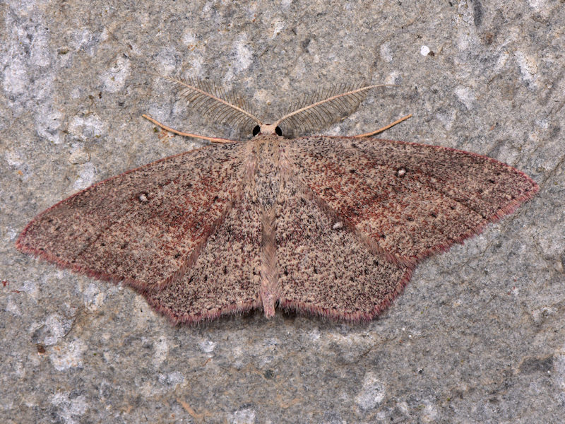 Cyclophora maderensis, Canarie e Madera