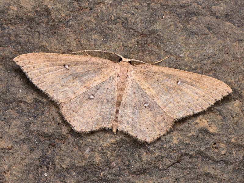 Cyclophora maderensis, Canarie e Madera