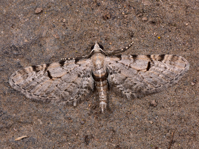 Tre specie di Eupithecia endemiche delle Canarie