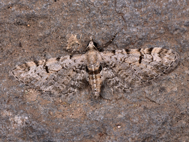 Tre specie di Eupithecia endemiche delle Canarie