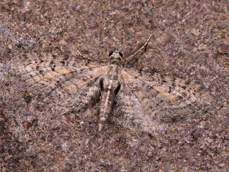 Tre specie di Eupithecia endemiche delle Canarie