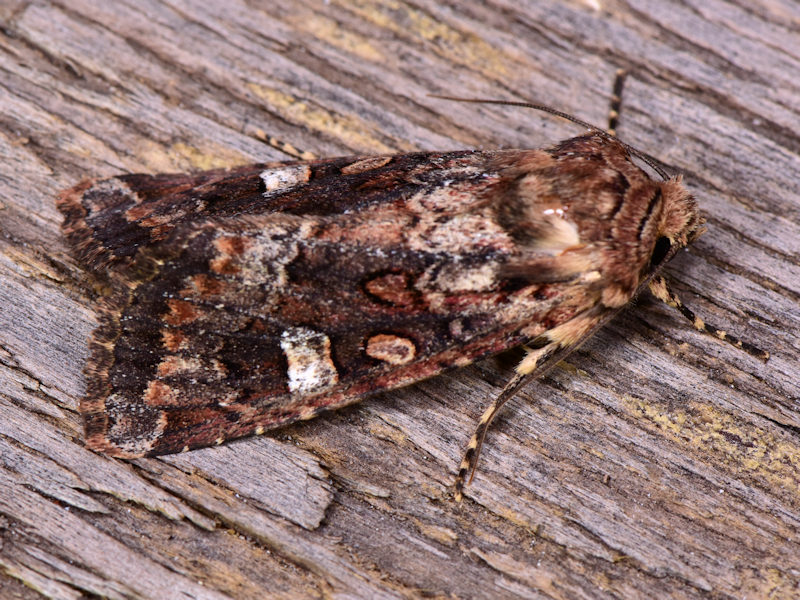 Paranataelia tenerifica, Noctuidae, endemismo delle Canarie