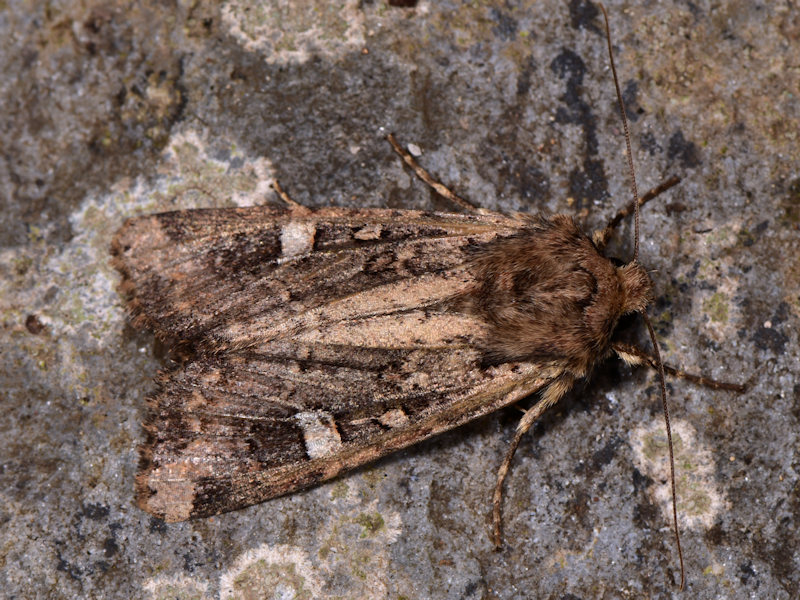 Paranataelia tenerifica, Noctuidae, endemismo delle Canarie