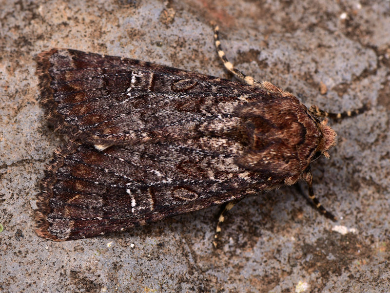 Paranataelia tenerifica, Noctuidae, endemismo delle Canarie