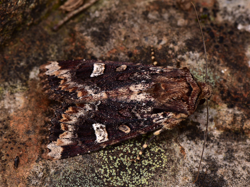 Paranataelia tenerifica, Noctuidae, endemismo delle Canarie