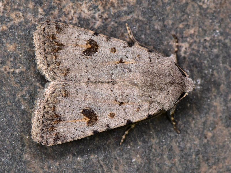 Caradrina rebeli, Noctuidae: endemismo delle Canarie