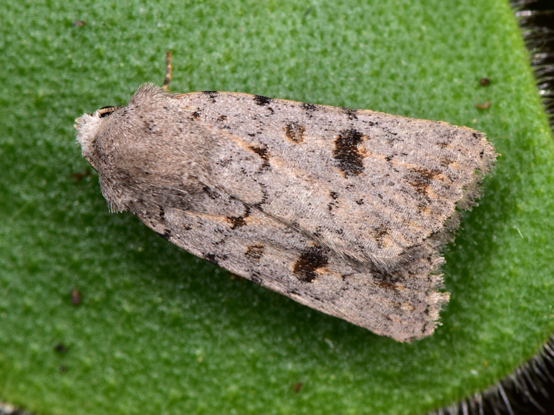 Caradrina rebeli, Noctuidae: endemismo delle Canarie